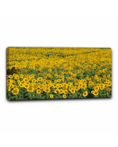 Niik quadro campo di girasoli 5