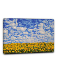 Niik quadro campo di girasoli 6