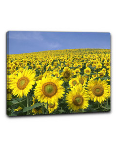 Niik quadro campo di girasoli
