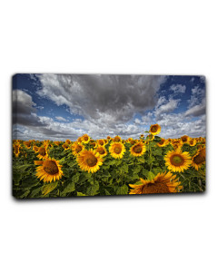 Niik quadro campo di girasoli 4